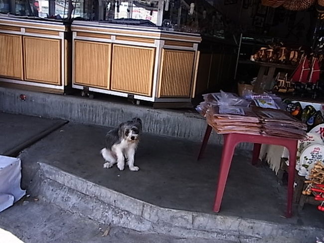 老犬もあついだろうに