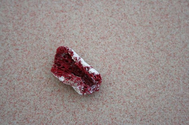 砂浜をよく見ると白い砂と赤い砂が混じりあってました。<br /><br />海岸に流れ着いた赤いクダサンゴが長い年月をかけて砂浜になり、それが混じってピンク色に見えます。