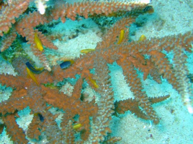キイロサンゴハゼ