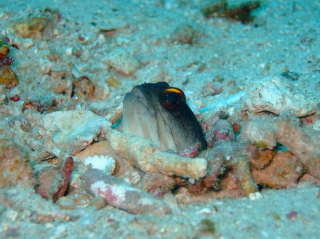 ジョーフィッシュ