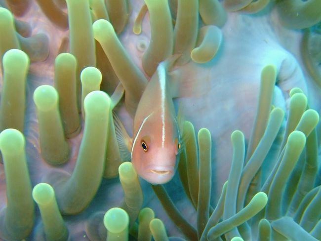 ハナビラクマノミ