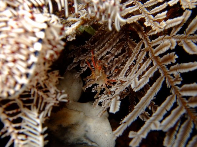 ここからはナイトダイブです