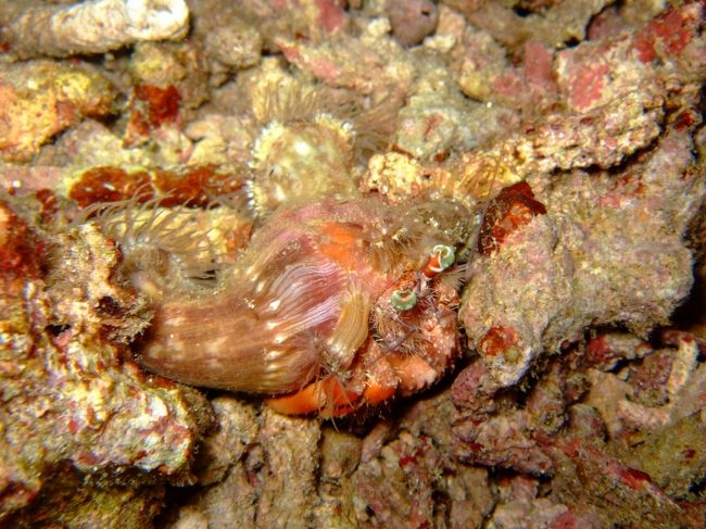 ソメンヤドカリ