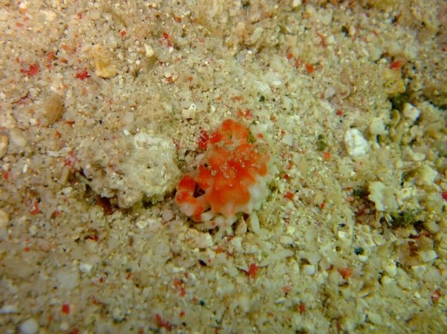 イボツブコブシ