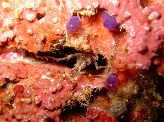 ツノガニの仲間