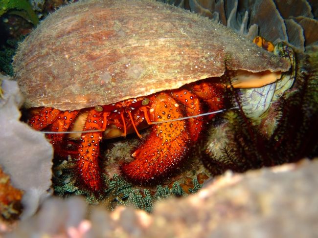 かなり大きいヤドカリでした。<br />３０センチ近くはありました。