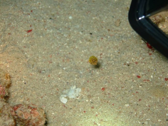 産まれたてのミナミハコフグの赤ちゃん<br /><br />１センチあるかないかぐらい。<br /><br />すごくcuteでした。