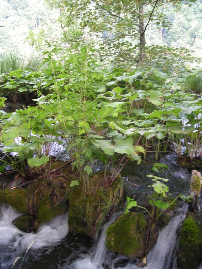 さすがに朝一はまだ人が少なく、のんびりと写真を撮る余裕がある。<br />けど逆にたくさん撮りすぎて写真の整理が大変！