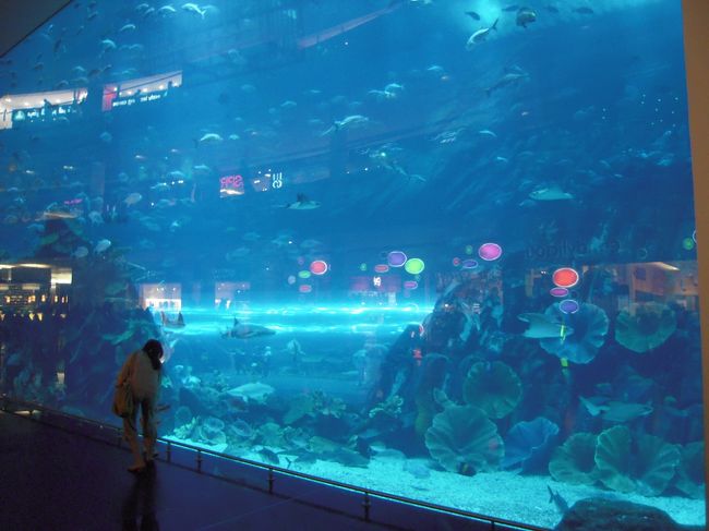 ドバイモールの巨大水槽！<br />ダイビング？のようなことをしている人がいました。<br />お金を払えば楽しめるのかもしれません。