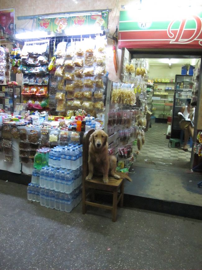 そこが定位置なのか、椅子に座っているゴルちゃん。<br /><br />とてもおとなしくてかわいいやつでした。<br /><br />さらば、ミャンマー！