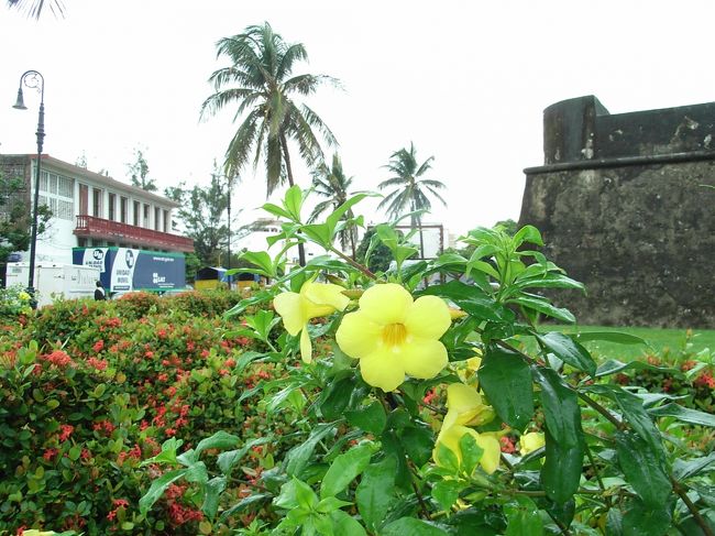 サンティアゴ要塞付近に咲いていた花