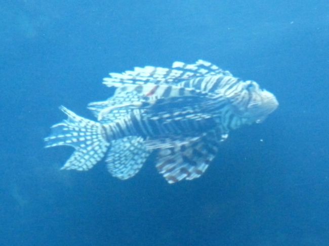 冬の沖縄本島へ 7 美ら海 本部 今帰仁 沖縄県 の旅行記 ブログ By ぷに たさん フォートラベル