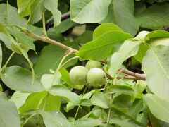 くるみです。
私は始めて見ました。
市場ではこの青い実をナイフで剥いて売ってました。