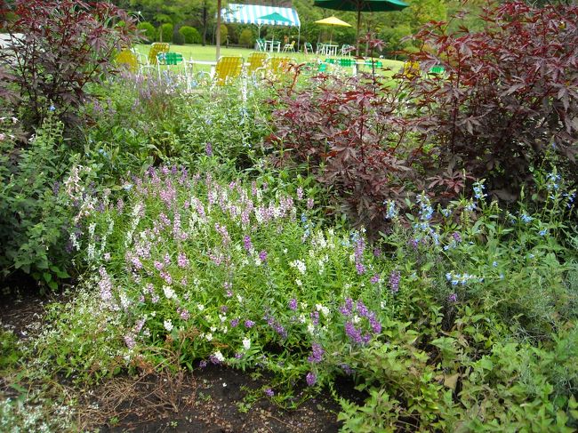 <br />花は秋の雰囲気。