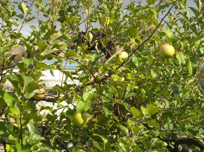 <br />飯田ＩＣのインター出口のリンゴの実。