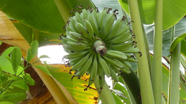 島の道を歩いていきます<br />バナナの木。<br />こんなに沢山の実を付けるんですね。