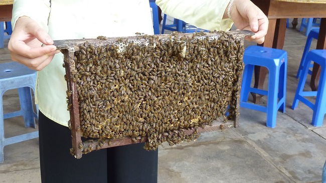 養蜂所。<br /><br />この板を持たせてくれます。<br />怖いし重いし。。<br />でも、ミョーにテンションがあがります。