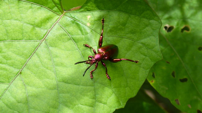 また上陸して歩くと、珍しい赤い虫に出会いました。