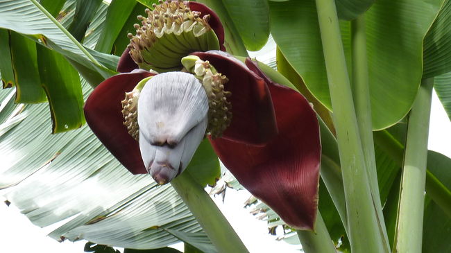 これはバナナの花。<br />結構グロい。