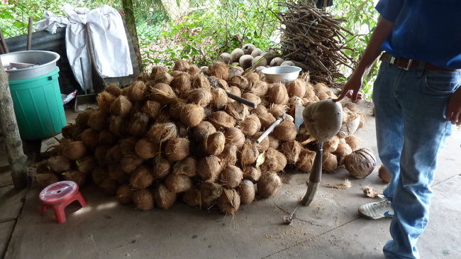 ココナツをカチ割り、