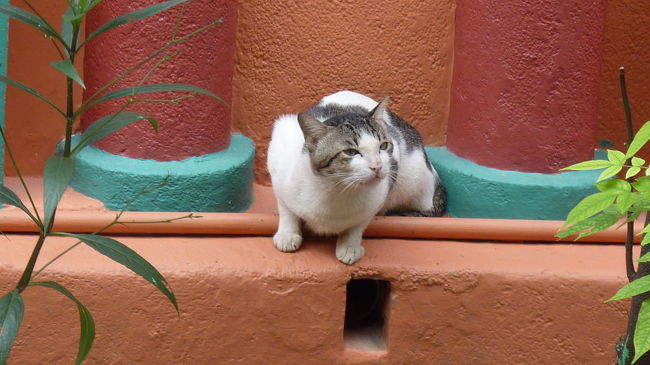 お寺にいたねこちゃん。