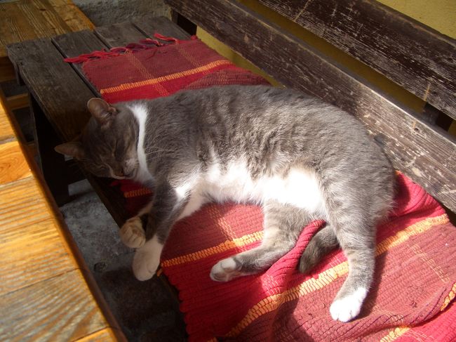 Bogapott(ｶﾌｪ)<br />人いても、すやすやなネコちゃん。