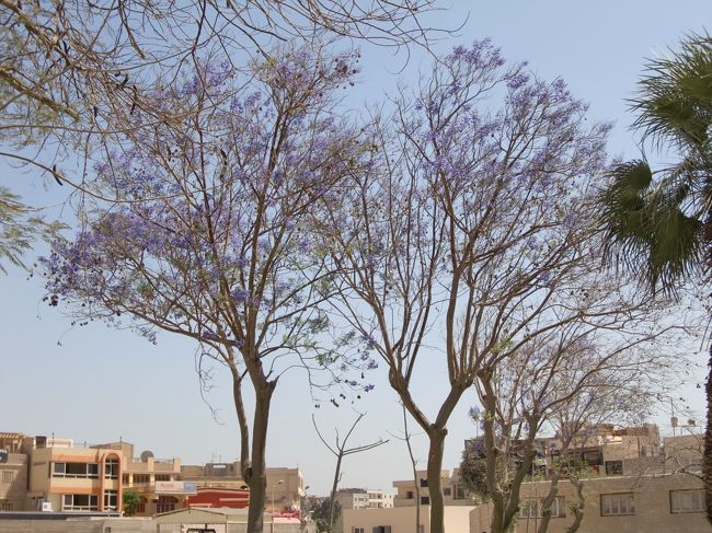 ジャガランダ。エジプトでも紫の花が咲くそうです。