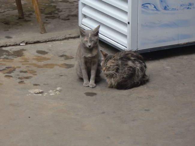 ネコちゃん。<br />眺めていたら、お店のおじさんがお店の奥にいるい生まれたばかりの子猫ちゃんたちを見せてくれました。多分、おじさん自慢の子達。