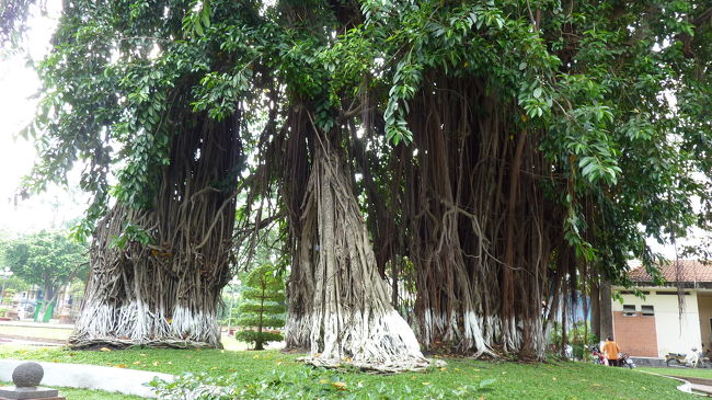 わ〜、スゴイパワーの木だ〜！！