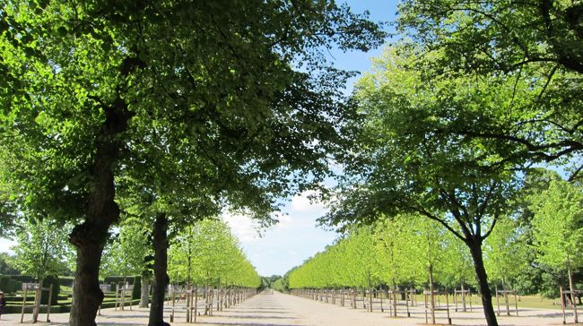 この並木道がとても素敵でした〜。<br />