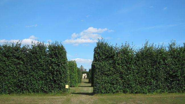 整った樹、青い空。文句なし。