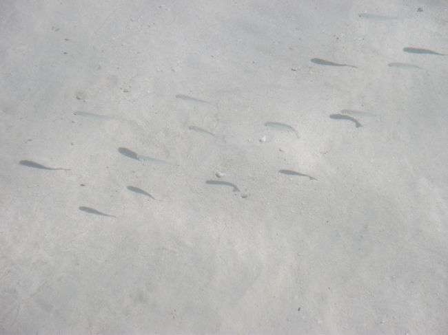 魚が足元まで寄ってきます！