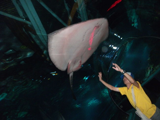 アウトリガーと建物続きの、アンダーウォーターワールド！<br />なかなか楽しめました。