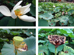 鶴岡八幡宮の池に咲いていた蓮の花。
花の変化がわかっておもしろかったです。