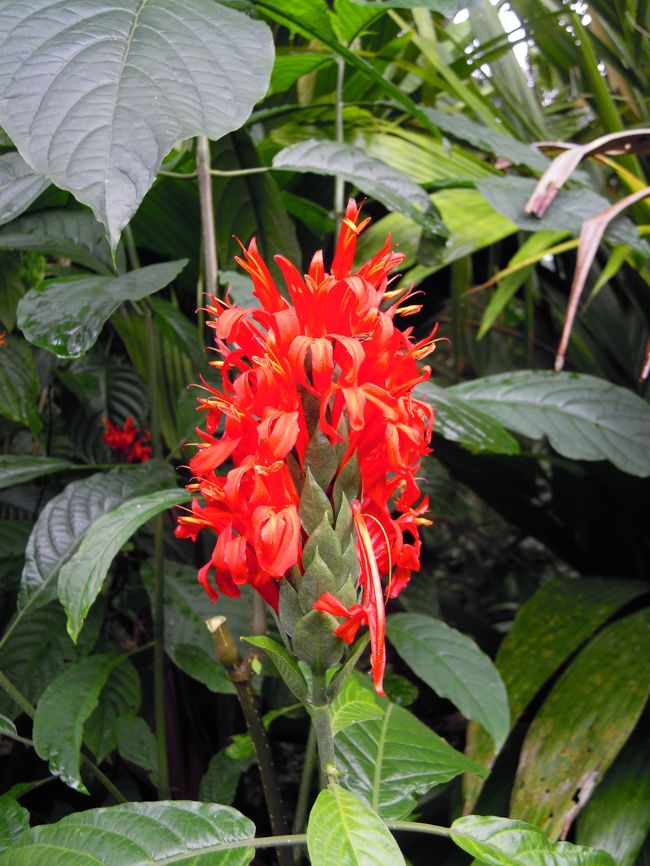華麗なるCairnsBotanicGirdenの花々