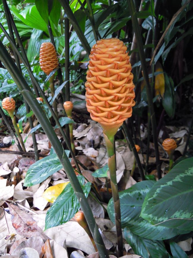 華麗なるCairnsBotanicGirdenの花々
