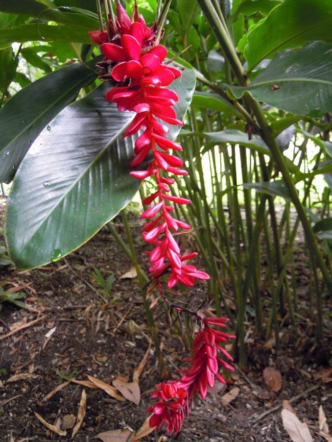 華麗なるCairnsBotanicGirdenの花々