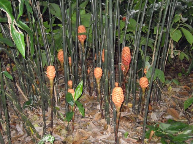 華麗なるCairnsBotanicGirdenの花々