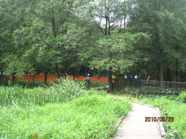 野川公園の彼岸花 曼珠沙華 国分寺 小金井 東京 の旅行記 ブログ By ちゃおさん フォートラベル