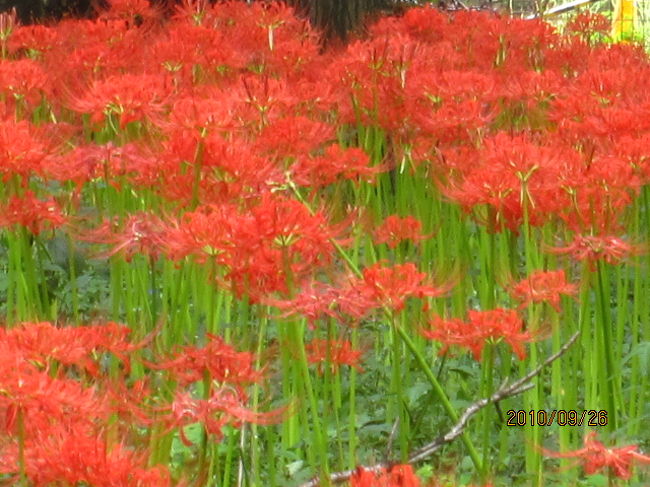 このひと茎ひと茎に亡き人の魂が宿っているのか・・