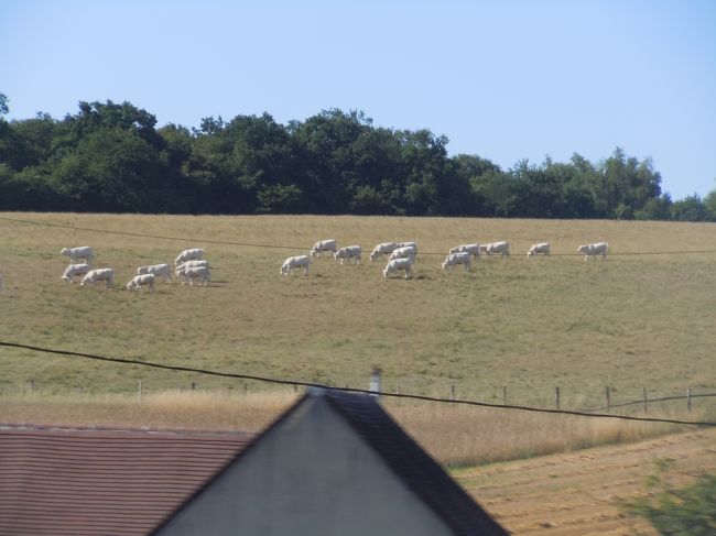 牛たくさん<br /><br />（ヒマなら寝ればいいのにとか言わない）