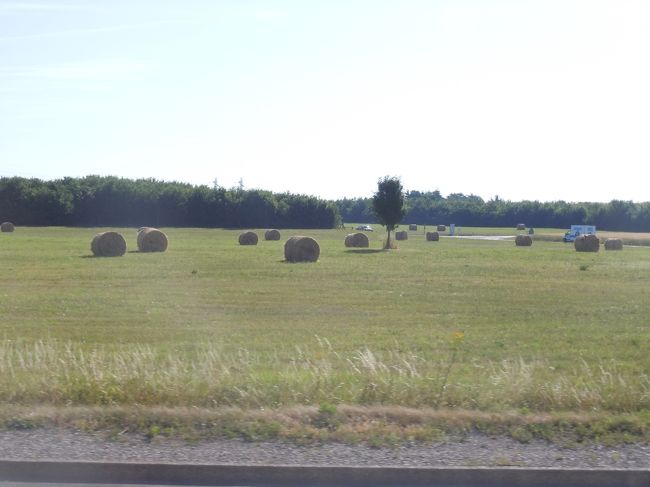 干草がまとめられてたくさんころがっていた。<br />冬場の牛さんのごはんかなぁ