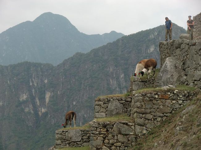 段々畑にはリャマ（写真）が放牧され、のんびり草を食む。しかし、断崖絶壁の場所である。