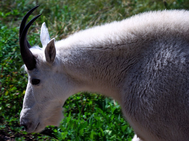 全然人を恐れていません<br />悠々と歩いています