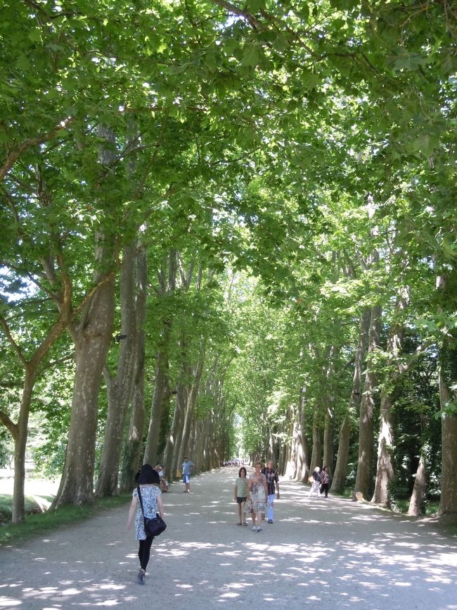 木陰のみちも長い。<br /><br />でもちょっと涼しい。