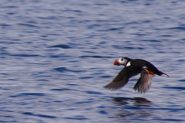 アイスランドの旅⑥ぬいぐるみよりかわいい本物のパフィンを見