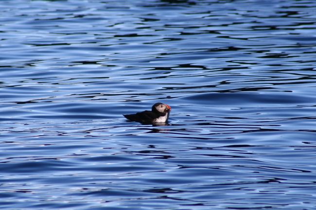 【アイスランド購入】パフィンのキャンドルオブジェ Amazon.co.jp: アイスランドのパフィンカレンダー 2024 : 文房具