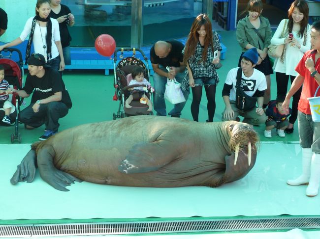 デカい！！<br />一番前やとビックリしてしまうほどの大きさ。