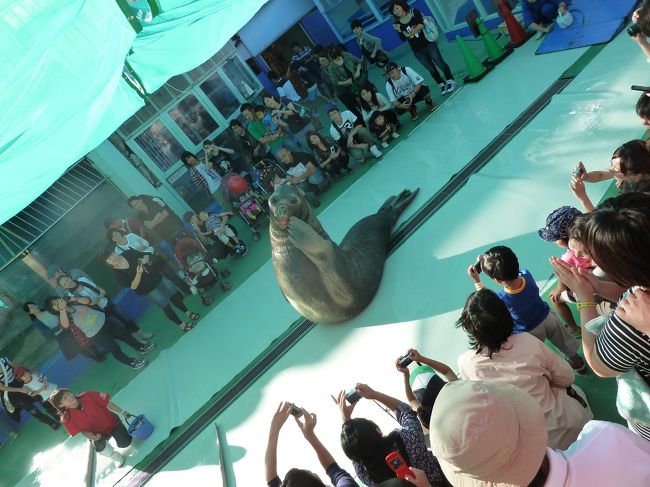 人間にしたら88歳らしい、、、<br />よくしつけされててショーは楽しかった〜