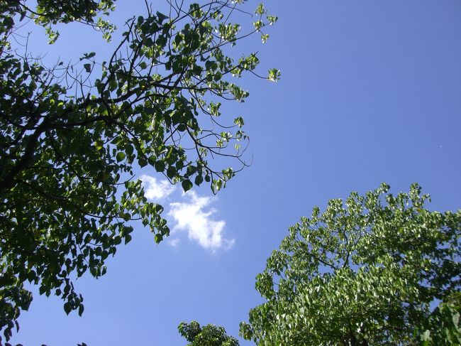 心配していたお天気ですが、毎日良い天気で雨傘いらずでした。
